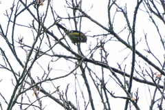 Anthornis melanura melanura