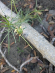 Spergula arvensis