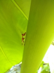 Necyla formosana