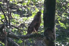 Buteo buteo