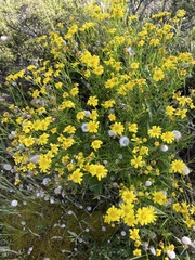 Senecio spanomerus