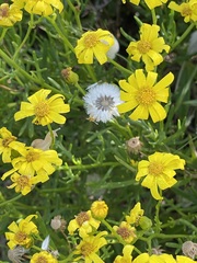 Senecio spanomerus