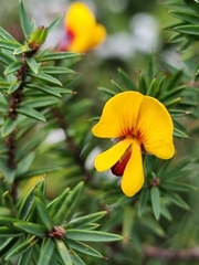 Pultenaea juniperina
