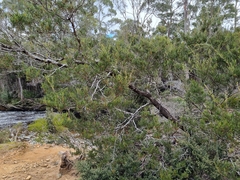 Acacia mucronata