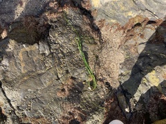 Phyllospadix torreyi