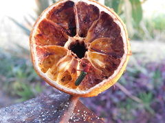 Compsocerus violaceus