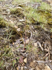 Thelymitra peniculata