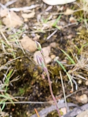 Thelymitra peniculata
