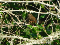 Coryphospingus cucullatus