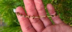 Myriophyllum triphyllum