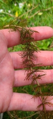 Myriophyllum triphyllum