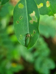 Polyura hebe