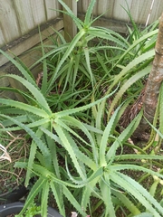 Aloe arborescens