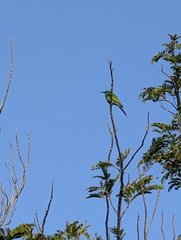 Merops cyanophrys