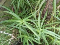 Aloe arborescens