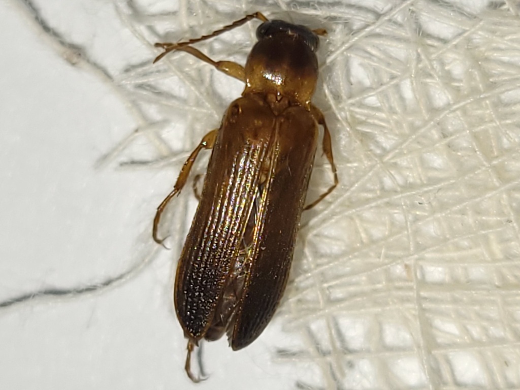 Selonodon mandibularis