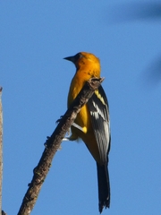 Icterus pustulatus