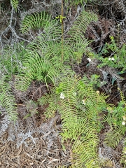 Gleichenia