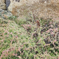 Atriplex aucheri