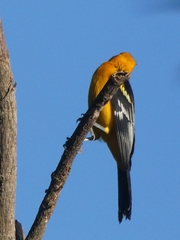 Icterus pustulatus