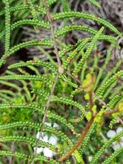 Gleichenia
