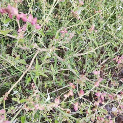 Atriplex aucheri