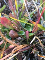 Pedicularis attollens