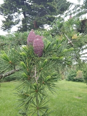 Cedrus