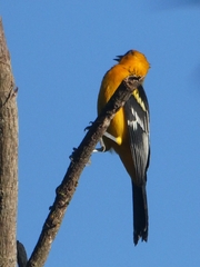 Icterus pustulatus