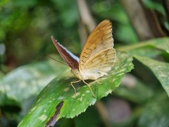 Tanaecia iapis