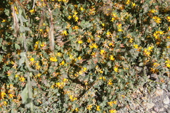 Acmispon heermannii heermannii