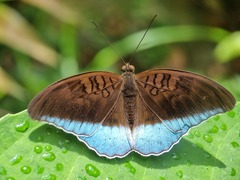 Tanaecia iapis