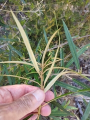Astrotricha longifolia