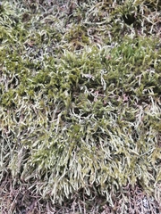 Hypnum cupressiforme