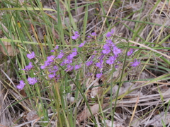 Thysanotus tenellus