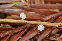 Resinomycena