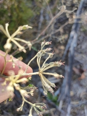 Astrotricha longifolia