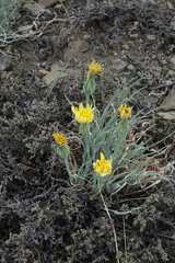 Takhtajaniantha austriaca