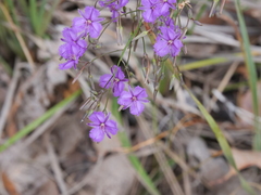 Thysanotus tenellus