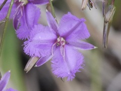 Thysanotus tenellus