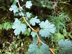 Ribes formosanum