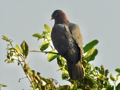 Patagioenas flavirostris