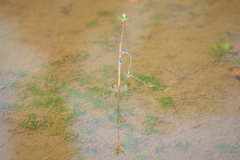 Aciagrion occidentale