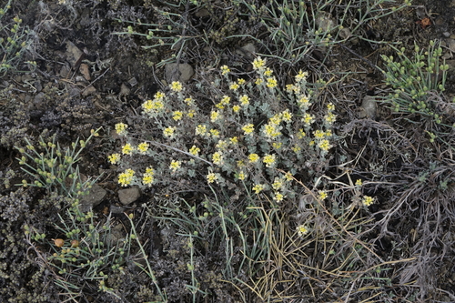 Odontarrhena obovata, photograph 3