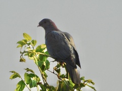Patagioenas flavirostris
