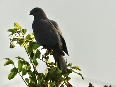 Patagioenas flavirostris