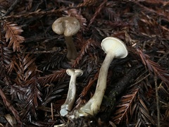 Ampulloclitocybe