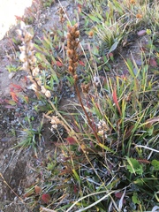 Pedicularis attollens