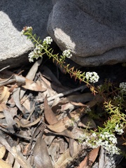 Platysace ericoides