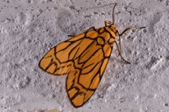 Cyme euprepioides